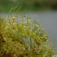 Utricularia aurea Lour.